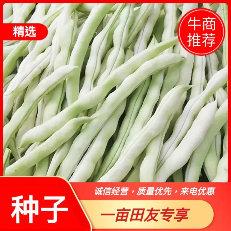 芸豆种子颜色白条子长，早熟产量高，肉厚白色，丰裕而饱满