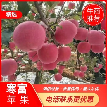 苹果，口感好，品色上乘，全红寒富士，来电优惠