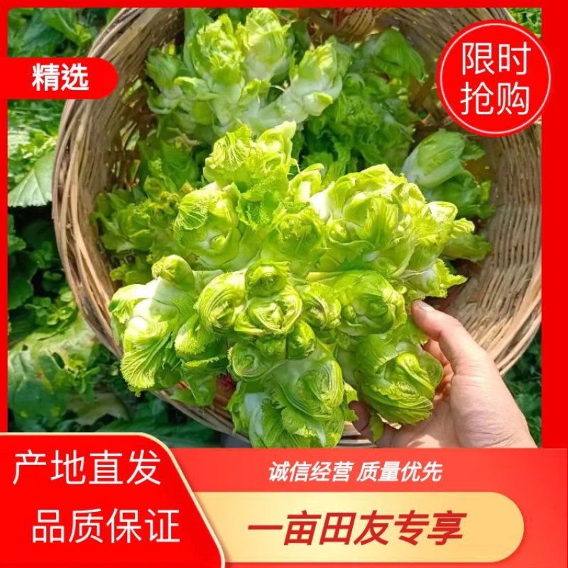 四川基地儿菜大量出货诚信经营品质保证速度联系我