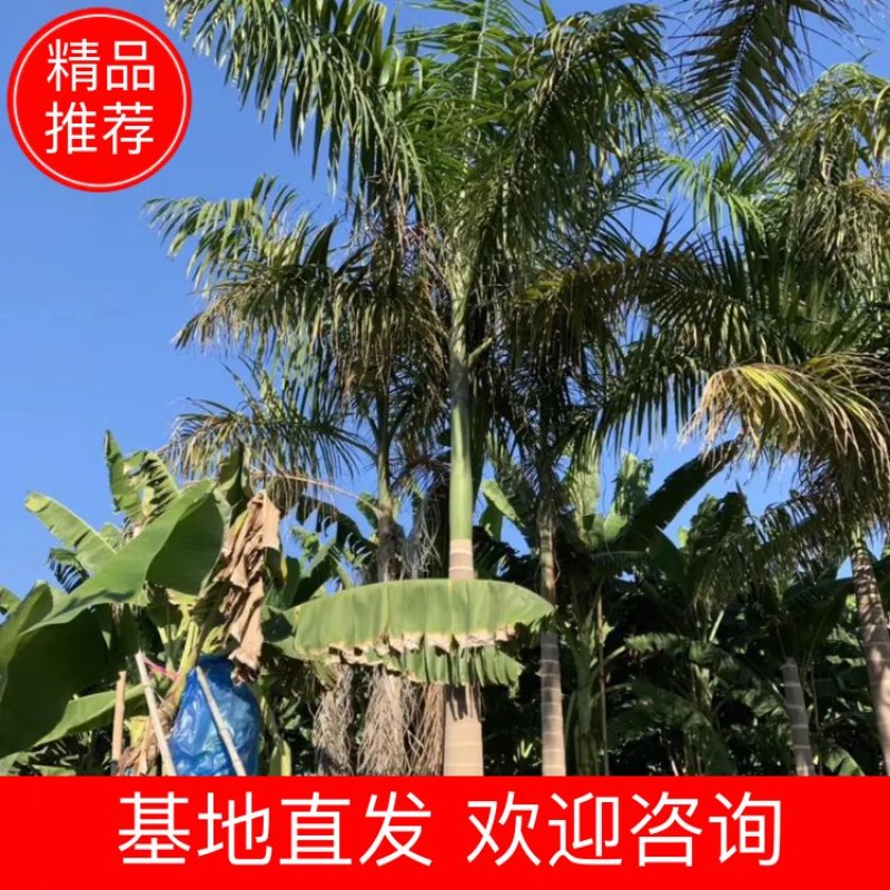 大王椰子各种规格现货漳州大王椰子种植基地农户低价直销批发