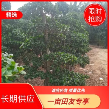 小叶榕高2米价格便宜现货种植基地各种规格造型批发