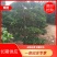 小叶榕高2米价格便宜现货种植基地各种规格造型批发