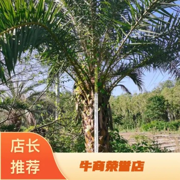 杆高2米的中东海枣（银海枣）低价清场处理基地直销批发