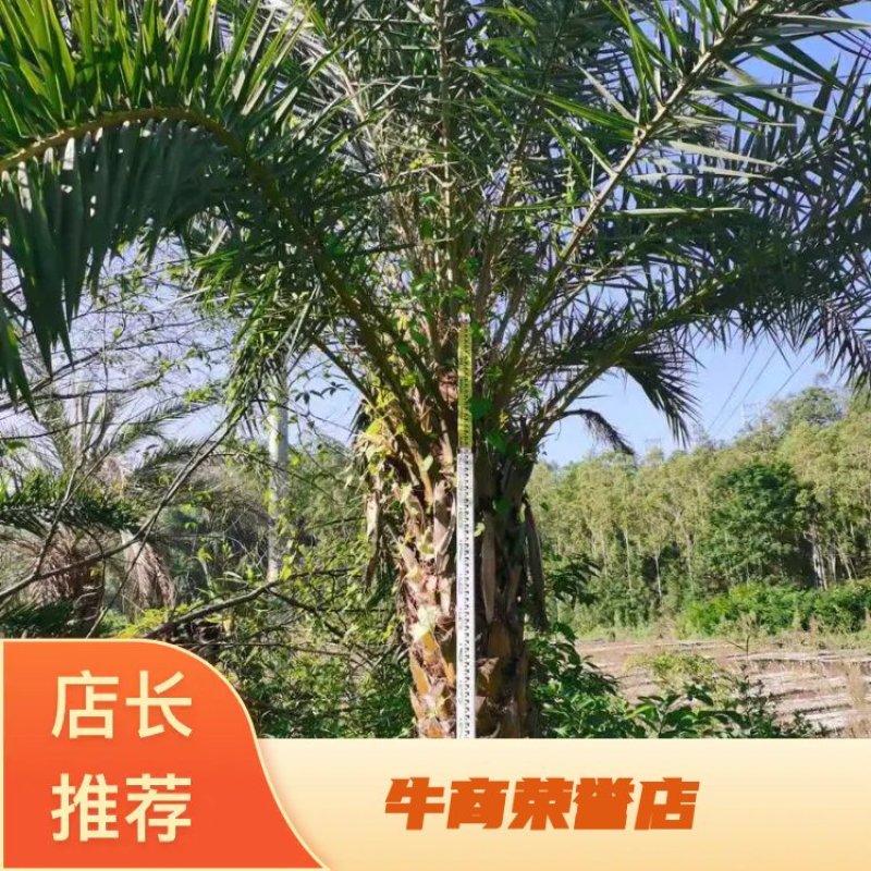 杆高2米的中东海枣（银海枣）低价清场处理基地直销批发