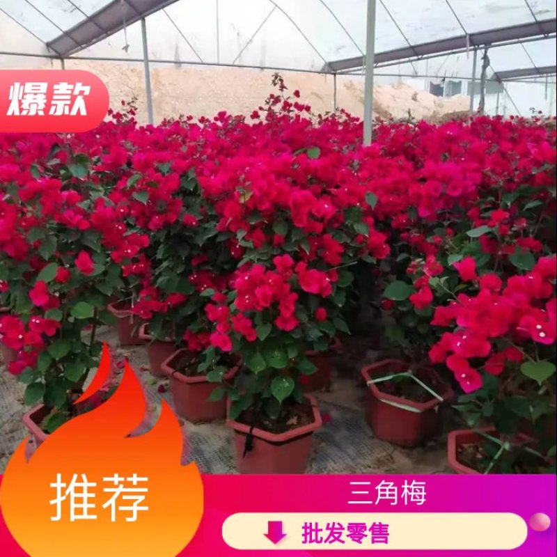 小红盆三角梅工程苗红花三角梅大型基地现货产地批发