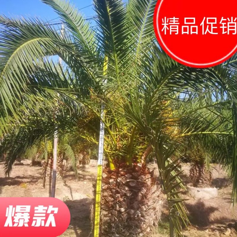 精品加拿利海枣基地大量现货低价批发促销产地直销