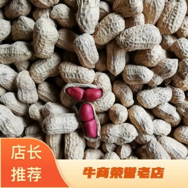 手工挑选两粒红红皮花生带壳种子中籽香湖南本地红花生农家货