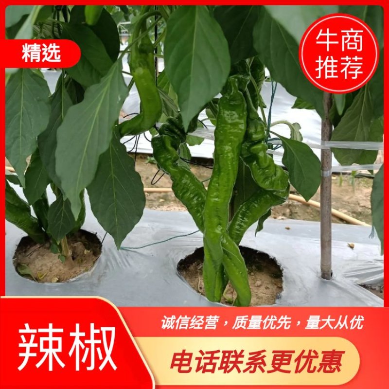 螺丝椒，福建陇椒诏安基地量大直发，富硒之地，来电优惠