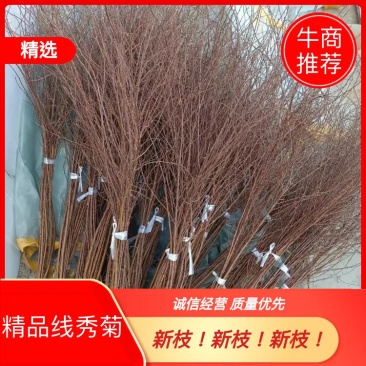 雪柳干枝雪柳珍珠绣线菊产地直发支持一件代