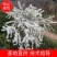 雪柳干枝雪柳喷雪花珍珠绣线菊支持一件代发