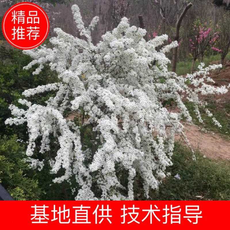 雪柳干枝雪柳喷雪花珍珠绣线菊支持一件代发