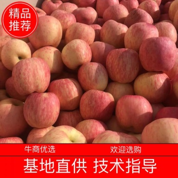 【推荐】绥中红富士大量上市欢迎全国老板咨询下单