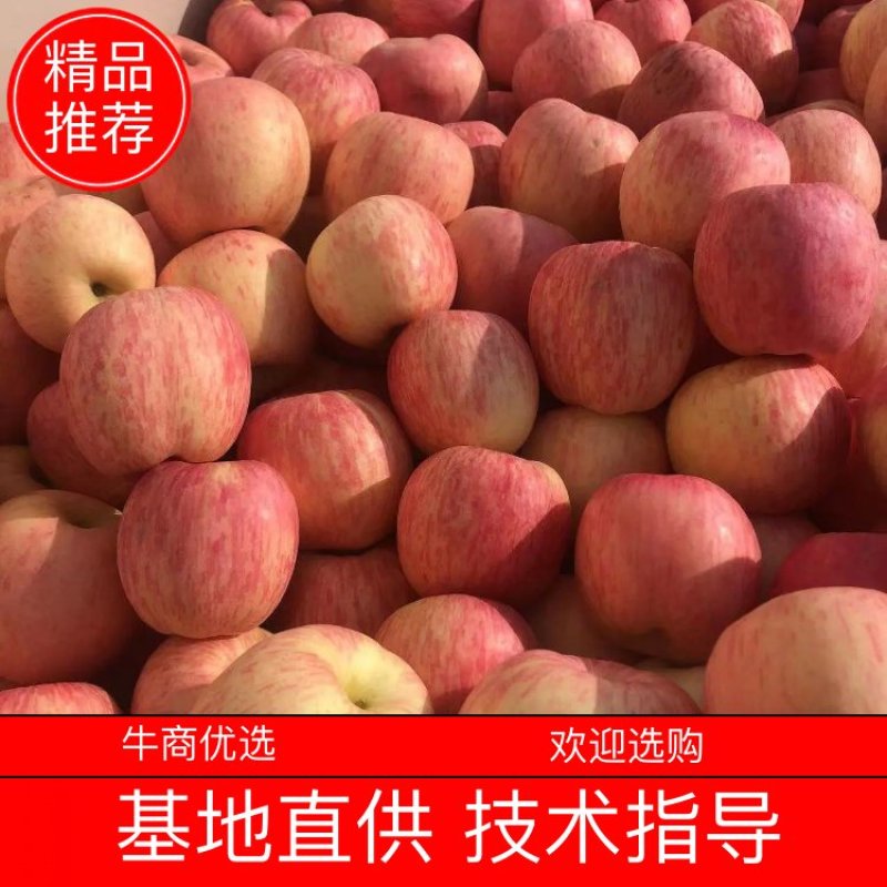 【推荐】绥中红富士大量上市欢迎全国老板咨询下单