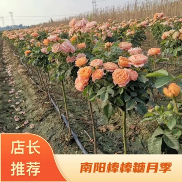 小青杆棒棒糖月季小青杆月季，小青杆树状月季，品种多