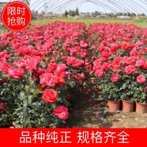 大花月季，大花月季杯苗，大花欧月杯苗，月季苗，品种多