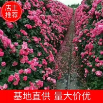 藤本月季,爬藤月季，欧月藤本月季，规格（0.8-3米）