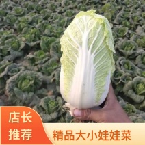 【优选】河南娃娃菜大小娃娃菜提供包装可代发全国