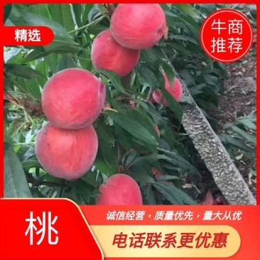 精品春雪电商，一件代发，欢迎客户联系前来收，量大从优