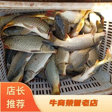 【精】优质水库鲤鱼供应钓场菜市场等质优价廉欢迎采购