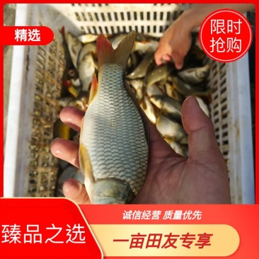 精品荷包鲤鱼各种规格都有质量好价格美丽哦
