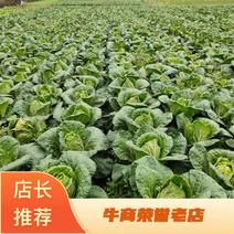 四川省绵阳市安州区基地种植黄心大白菜产地直发全国供应