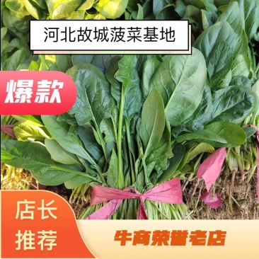 菠菜小叶菠菜河北基地直发25-30公分一手货源