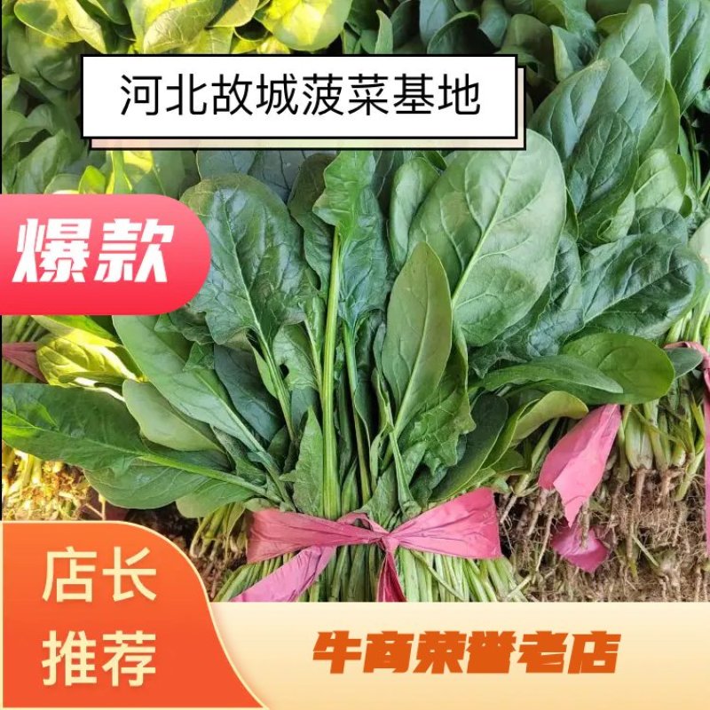 菠菜小叶菠菜河北基地直发25-30公分一手货源