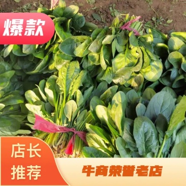 菠菜大叶菠菜河北故城基地直发一手货源可发全国