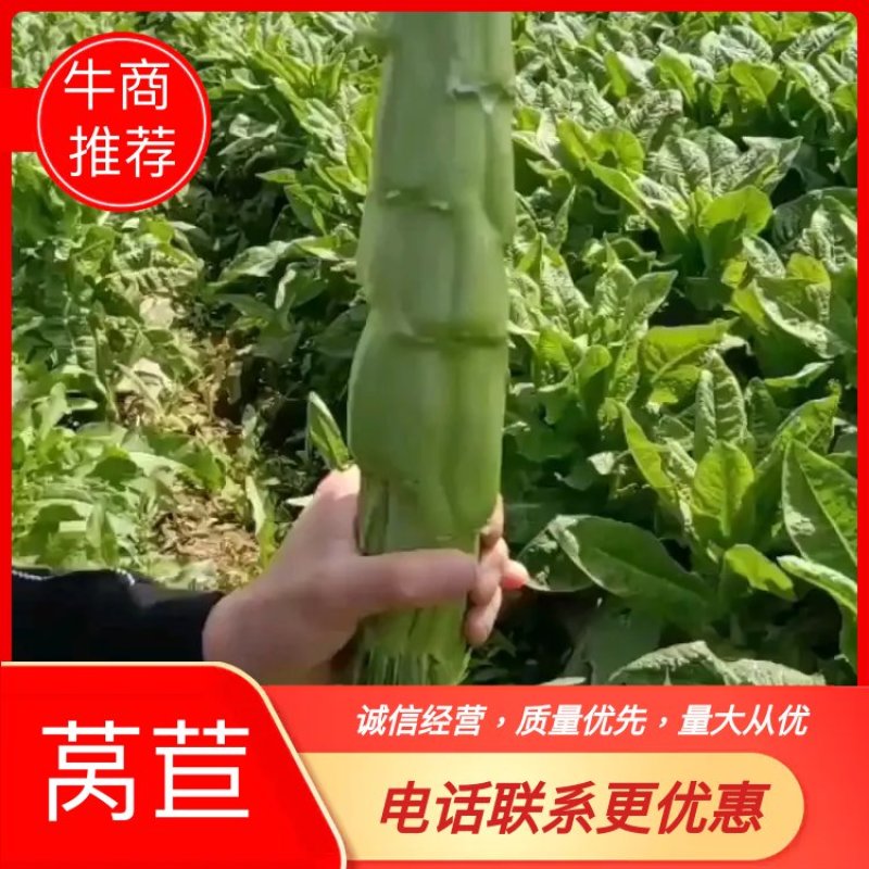 三青莴笋青优一号包走车现场看货欢迎老板电话联系