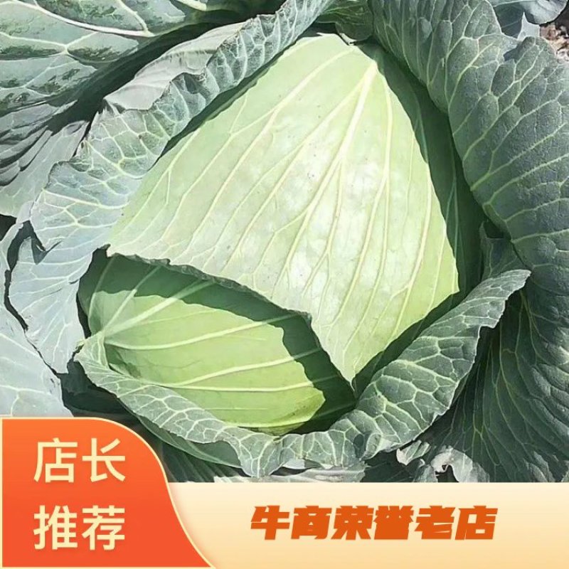 湖北精品扁包菜，大型基地，现砍现发保质保量