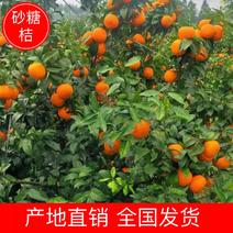 【柑桔】江永县砂糖桔大量有货，现摘现发规格不等产地直发