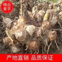 湖南香芋基地种植欢迎客商考察参观对接批发山视频