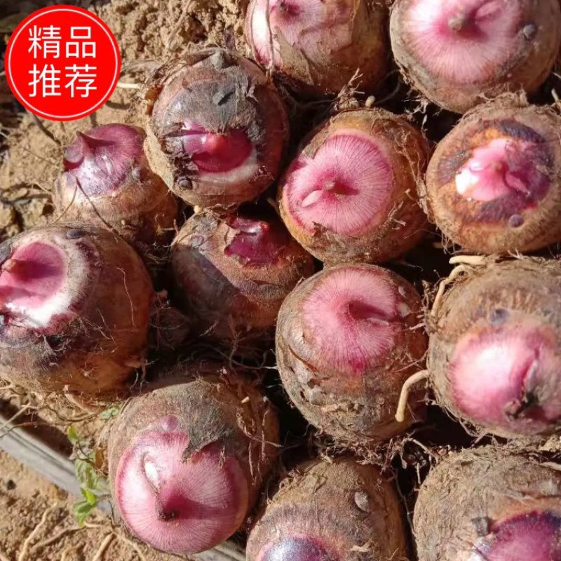 【精选】精品红芽芋，四川攀枝花产地直发，品质优良