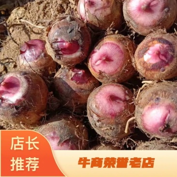 【推荐】精品红芽芋，产自高山红土，，口感香糯，价廉物美