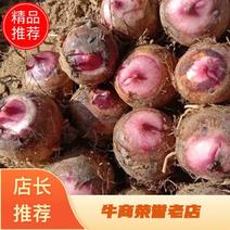 【精选】精品红芽芋，四川攀枝花产地直发，品质优良