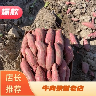 沙地西瓜红大量供应，红皮红心，粉糯甜，有货有货