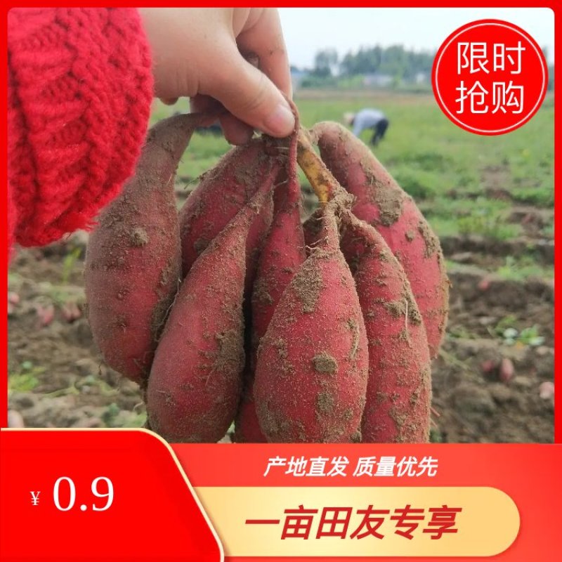 广东沙地西瓜红，商品薯，红皮红心，粉糯香甜