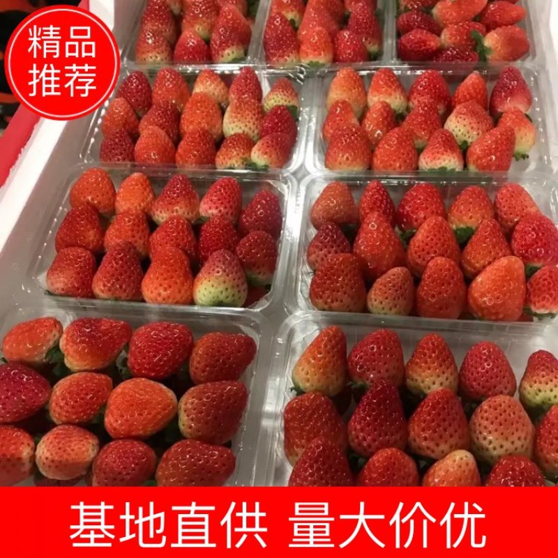 奶油草莓/江苏草莓对接电商/档口/商超/物美价廉，香甜
