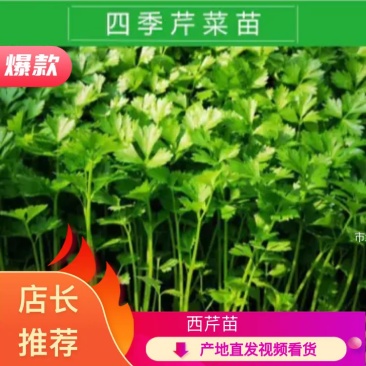 【热卖】芹菜苗各种芹菜苗欢迎老板下单长期合作