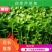 【热卖】芹菜苗各种芹菜苗欢迎老板下单长期合作
