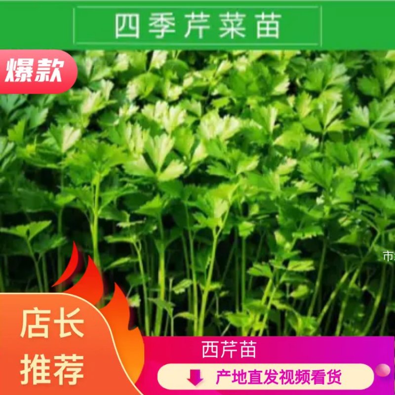 【热卖】芹菜苗各种芹菜苗欢迎老板下单长期合作