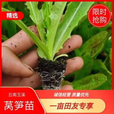 【牛商商家】莴笋苗香笋苗红叶尖莴笋苗基地直供视频看货