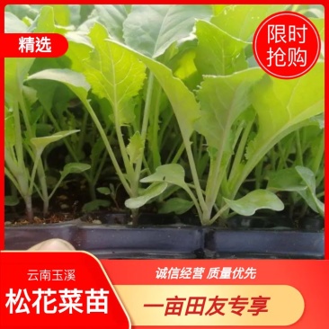 【牛商示范】松花菜苗基地直供对接批发商各类松花菜苗