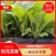 【牛商示范】松花菜苗基地直供对接批发商各类松花菜苗