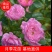蔷薇苗扦插蔷薇苗20~30cm批发零售500棵起