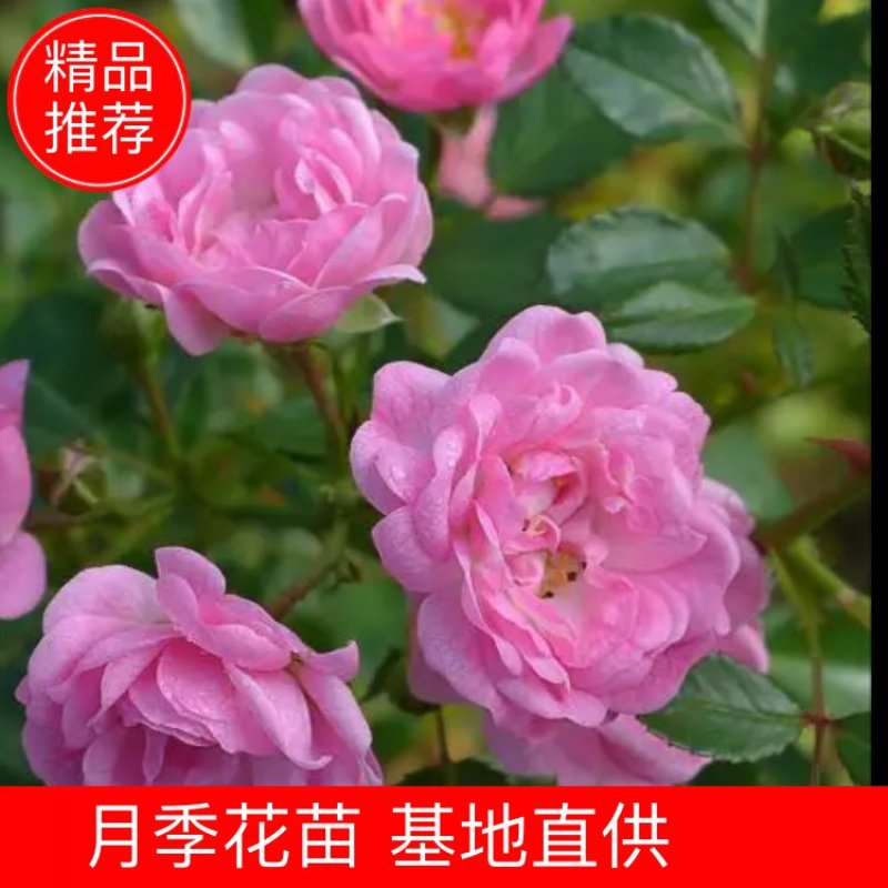 蔷薇苗扦插蔷薇苗20~30cm批发零售500棵起