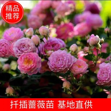 蔷薇苗扦插蔷薇苗20~30cm批发零售500棵起