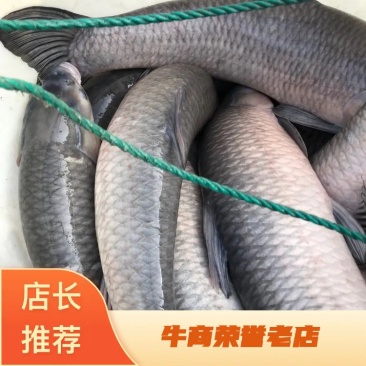 青鱼垂钓专用品质保证规格齐全，塘囗直供，可送货上门