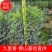 九里香佛山基地直销一手货源…绿化苗木……