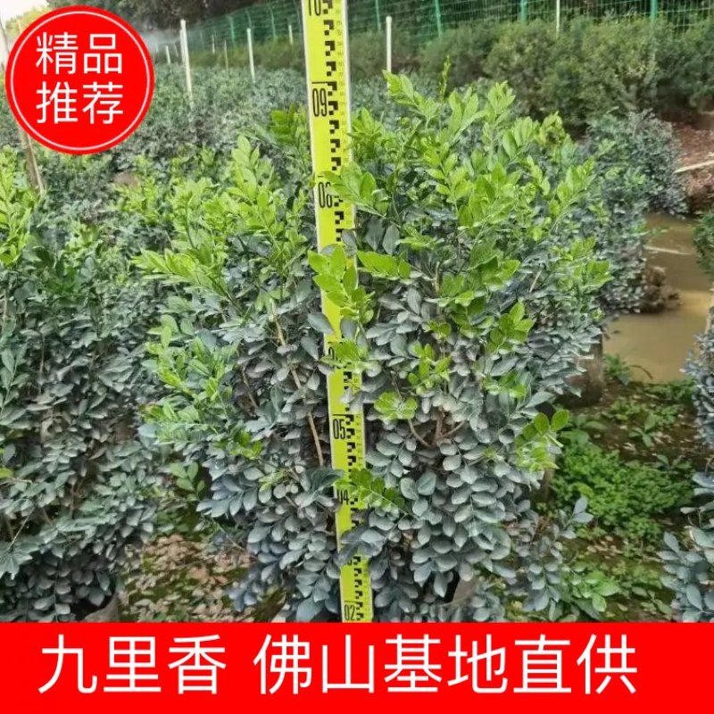 九里香佛山基地直销一手货源…绿化苗木……